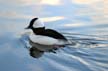 Baby Bufflehead, Canada Stock Photographs