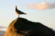 Seagull, Vancouver Wildlife