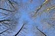 Trees, Canada Stock Photos