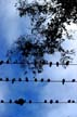 Pigeon(s), Canada Stock Photos