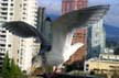 Seagull, Vancouver Wildlife