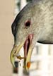 Hungry Seagull, Vancouver Wildlife