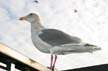 Seagull, Vancouver Wildlife