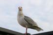 Seagull, Vancouver Wildlife