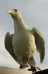 Seagull, Vancouver Wildlife