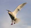 Flying Seagull(s), Vancouver Wildlife