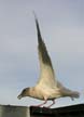 Flying Seagull(s), Vancouver Wildlife