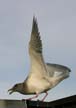 Flying Seagull(s), Vancouver Wildlife