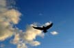 Flying Seagull(s), Canada Stock Photos