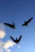 Flying Seagull(s), Vancouver Wildlife