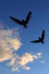 Seagull, Vancouver Wildlife