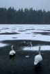 Winter-Lost Lagoon, Canada Stock Photographs