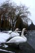 Winter Scenes, Lost Lagoon