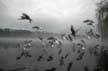 Flying Seagull, Canada Stock Photographs