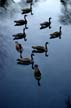 Canadian Goose, Canada Stock Photographs