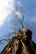 Winter Trees, Canada Stock Photographs