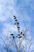 Pigeon(s), Canada Stock Photographs