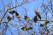 Pigeon(s), Canada Stock Photographs