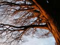 Trees & Branches, First Beach