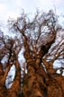 Trees & Branches, First Beach