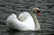 Lost Lagoon Swans, Stanley Park Vancouver