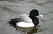 Lost Lagoon Birds, Canada Stock Photographs