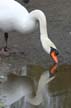 Lost Lagoon Swans, Stanley Park Vancouver