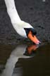 Lost Lagoon Swans, Stanley Park Vancouver