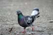 Pigeon(s), Canada Stock Photographs