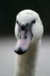 Lost Lagoon Swans, Stanley Park Vancouver