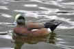 Lost Lagoon Birds, Canada Stock Photographs