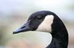 Canadian Goose, Canada Stock Photographs