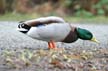 Mallard Duck, Canada Stock Photographs