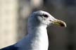 I am waiting...., Vancouver Wildlife