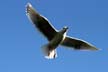 Flying Seagull(s), Vancouver Wildlife