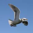 Flying Seagull(s), Vancouver Wildlife