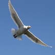 Flying Seagull(s), Vancouver Wildlife