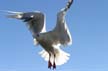 Flying Seagull(s), Vancouver Wildlife