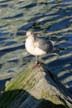 Seagull, Vancouver Wildlife