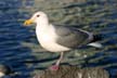 Seagull, Vancouver Wildlife