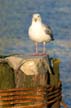 Seagull Sitting On Pier, Vancouver Wildlife