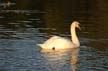 Swans, Canada Stock Photographs