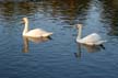 Swans, Canada Stock Photographs