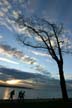 Trees, First Beach