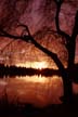 Lost Lagoon Sunset Stanley Park, Canada Stock Photographs