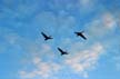 Canadian Goose, Canada Stock Photographs