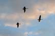 Flying Canadian Goose, Canada Stock Photographs