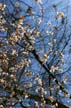 Trees, Canada Stock Photographs