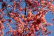 Trees, Canada Stock Photographs