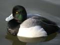 Lesser Scaup, Vancouver Burnaby Lake